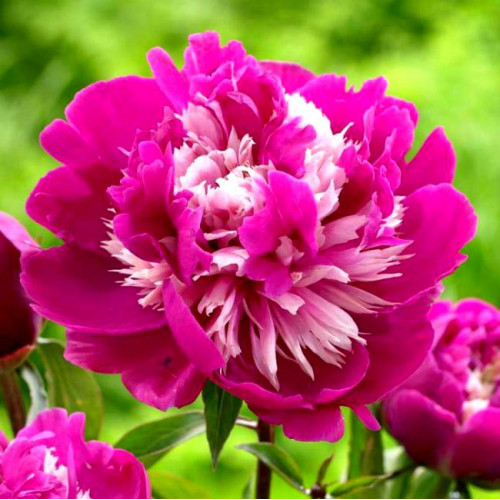 Пион Celebrity (Селебрити) Пион Celebrity (Селебрити)