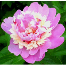 Пион Sorbet (Сорбет)