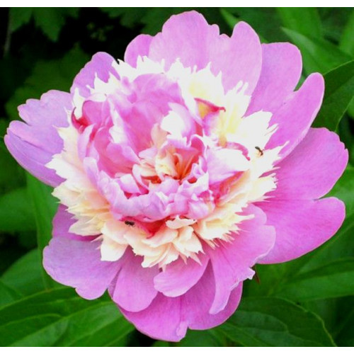 Пион Sorbet (Сорбет) Пион Sorbet (Сорбет)