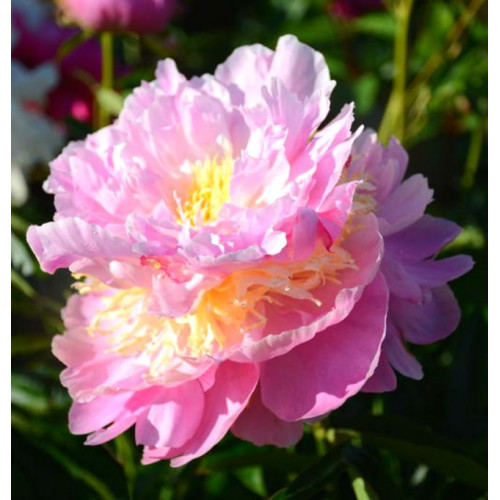 Пион Sorbet (Сорбет) Пион Sorbet (Сорбет)