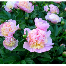 Пион Sorbet (Сорбет)