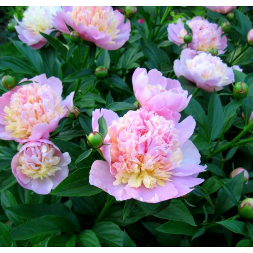 Пион Sorbet (Сорбет) Пион Sorbet (Сорбет)