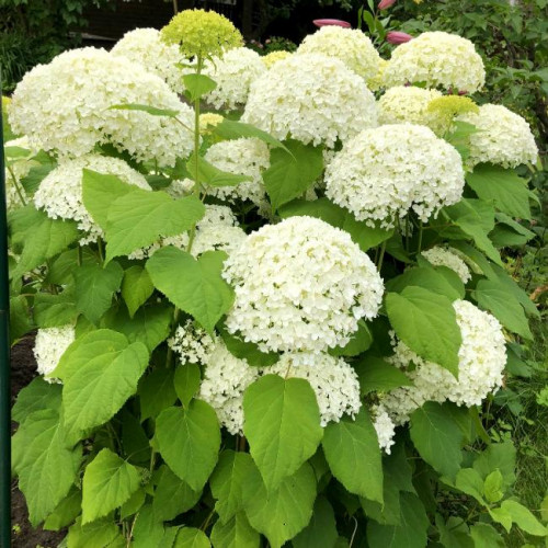 Гортензия древовидная Annabelle (Аннабель) Гортензия древовидная Annabelle (Аннабель)