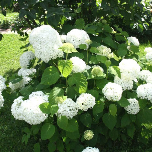 Гортензия древовидная Annabelle (Аннабель) Гортензия древовидная Annabelle (Аннабель)