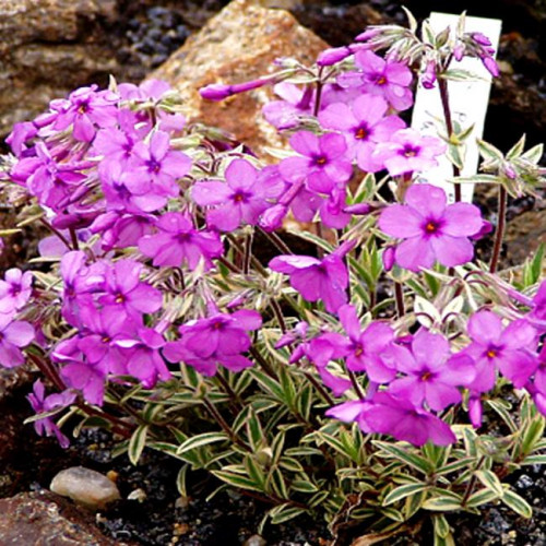 Флокс Amoena Variegata Флокс Amoena Variegata