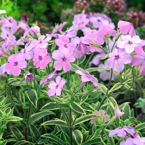 Флокс Amoena Variegata Флокс Amoena Variegata