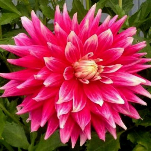 Георгина AC Dark Horse Георгина AC Dark Horse