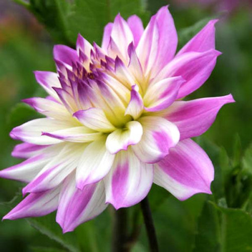 Георгина Ferncliff Illusion Георгина Ferncliff Illusion