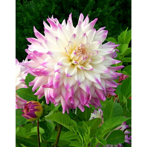 Георгина Ferncliff Illusion Георгина Ferncliff Illusion