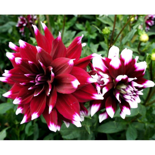 Георгина Mystery Day Георгина Mystery Day