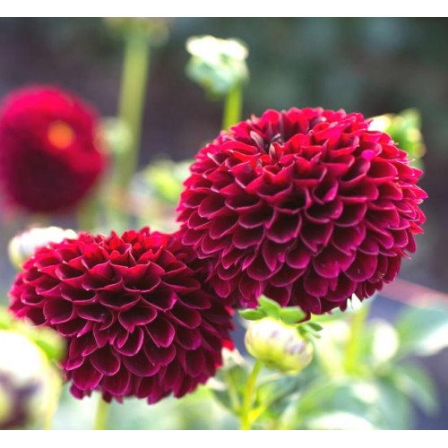 Георгина Jowey Mirella Георгина Jowey Mirella