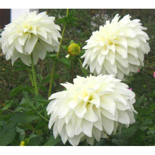 Георгина Lady Liberty Георгина Lady Liberty