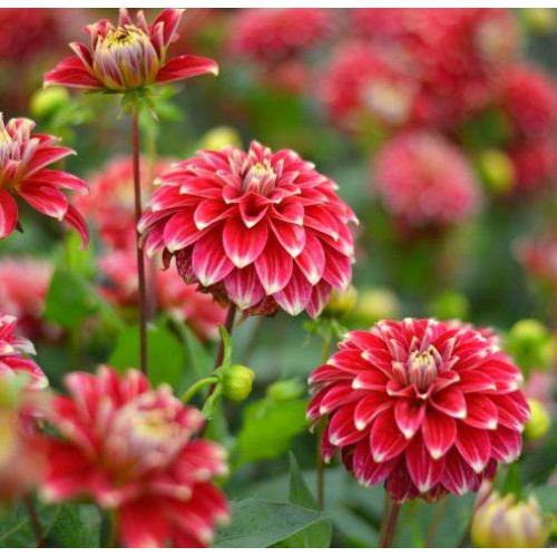 Георгина Red Rock Георгина Red Rock