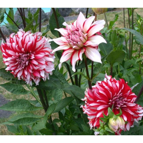 Георгина Santa Claus Us Георгина Santa Claus Us