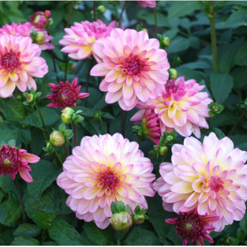 Георгина Zingaro Георгина Zingaro