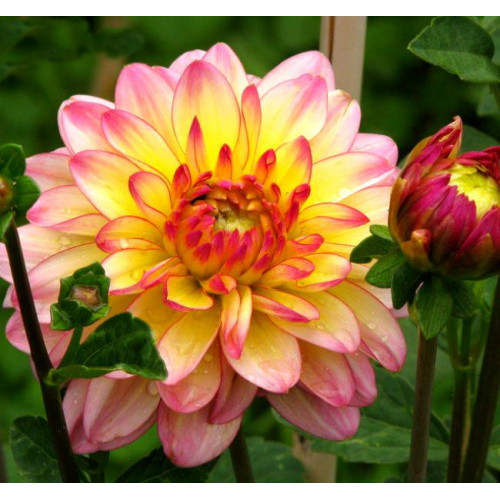 Георгина Zingaro Георгина Zingaro