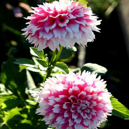 Георгина Fuzzy Wuzzy Георгина Fuzzy Wuzzy