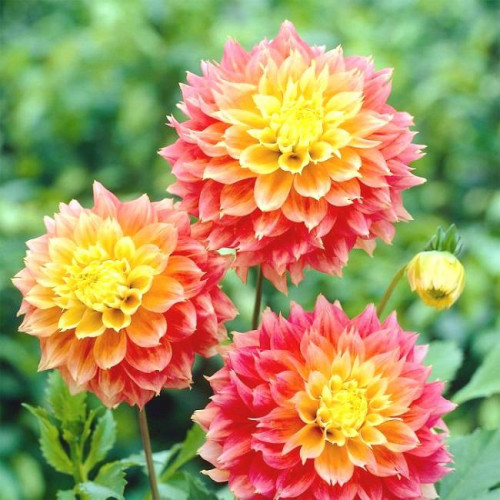 Георгина Kogane Fubuki Георгина Kogane Fubuki