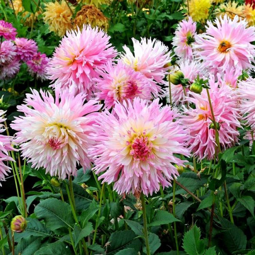 Георгина Nadia Ruth Георгина Nadia Ruth