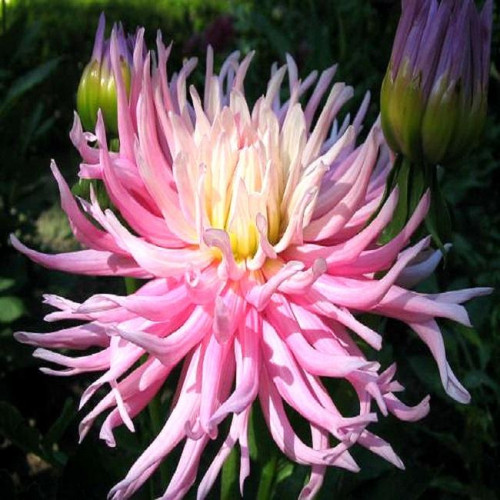 Георгина Popular Guest Георгина Popular Guest