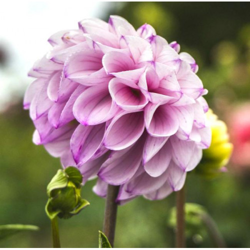 Георгина Genova Георгина Genova