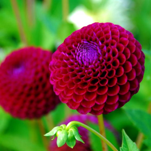 Георгина Downham Royal Георгина Downham Royal