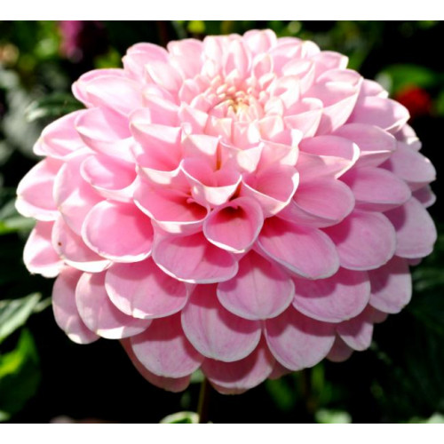 Георгина Wizard Of Oz Георгина Wizard Of Oz