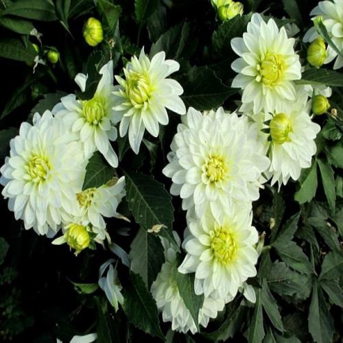 Георгина гэллери Art Fair Георгина гэллери Art Fair