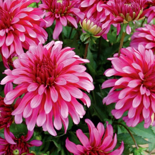 Георгина гэллери Art Nouveau (Арт Нуво) Георгина гэллери Art Nouveau (Арт Нуво)