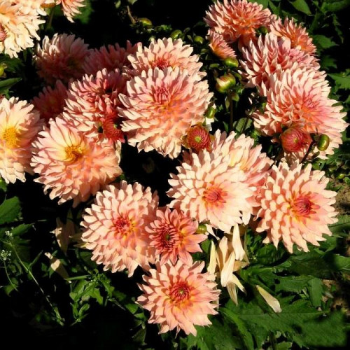 Георгина гэллери Leonardo (Леонардо) Георгина гэллери Leonardo (Леонардо)