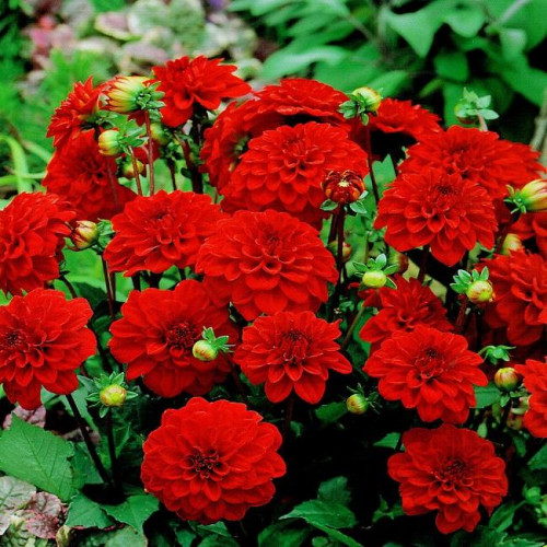 Георгина гэллери Singer (Зингер) Георгина гэллери Singer (Зингер)