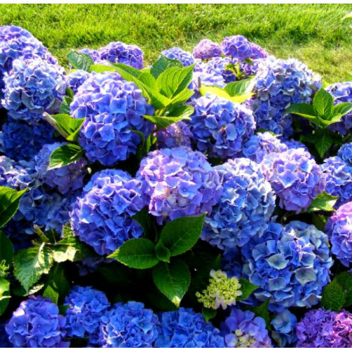 Гортензия крупнолистная Bodensee (Боденси) Гортензия крупнолистная Bodensee (Боденси)