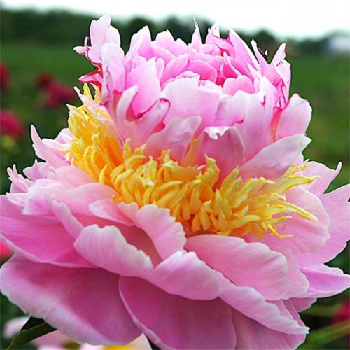 Пион Lavon (Лавон) Пион Lavon (Лавон)