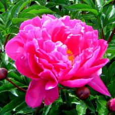 Пион Nice Gal (Найс Гал)