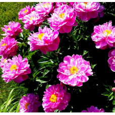 Пион Nice Gal (Найс Гал)