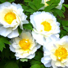 Пион Dublin (Дублин)