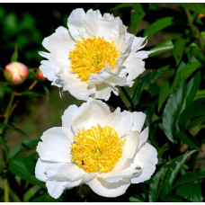 Пион Dublin (Дублин)