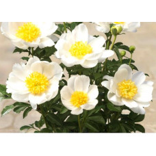 Пион Dublin (Дублин)