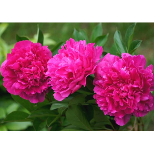 Пион London (Лондон) Пион London (Лондон)