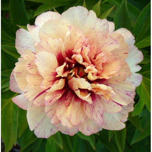 Пион All that Jazz (Олл зет Джаз) Пион All that Jazz (Олл зет Джаз)