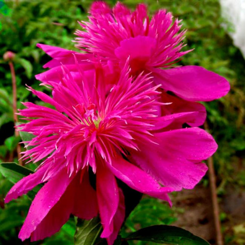 Пион Purple Spider (Перпл Спайдер) Пион Purple Spider (Перпл Спайдер)