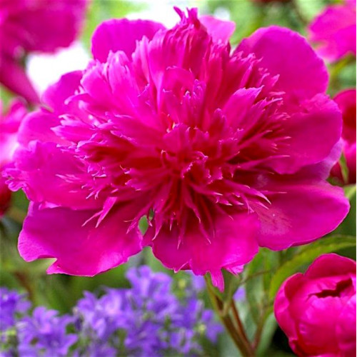 Пион Purple Spider (Перпл Спайдер) Пион Purple Spider (Перпл Спайдер)