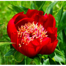 Пион Walter Mains (Уолтер Мейнс)