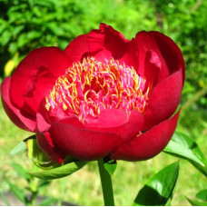 Пион Walter Mains (Уолтер Мейнс)