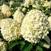 Гортензия метельчатая Cotton Cream Гортензия метельчатая Cotton Cream