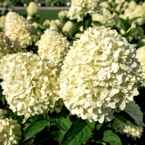 Гортензия метельчатая Cotton Cream Гортензия метельчатая Cotton Cream