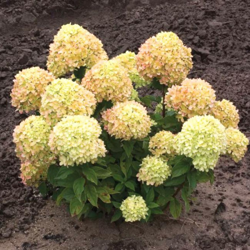 Гортензия метельчатая Cotton Cream Гортензия метельчатая Cotton Cream