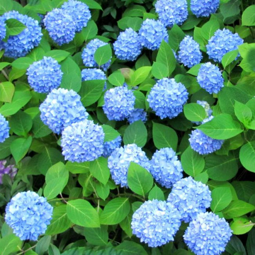 Гортензия древовидная Nico НОВИНКА Гортензия древовидная Nico НОВИНКА