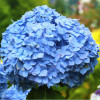 Гортензия древовидная Nico НОВИНКА Гортензия древовидная Nico НОВИНКА