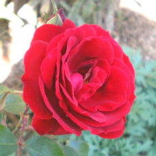 Роза парково-кустовая Чамплейн (Champlain)